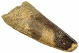 Fossil Spinosaurus Tooth - Robust Tooth #329527-1